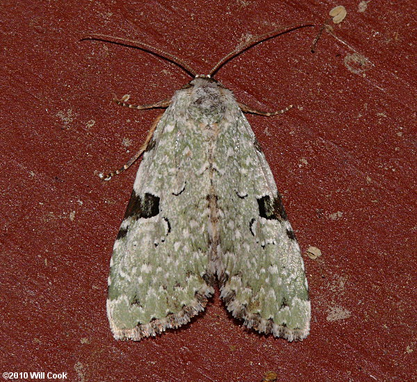 Leuconycta diphteroides - Green Leuconycta