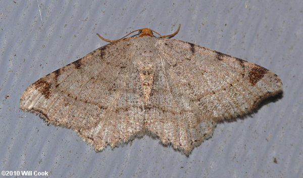 Macaria bisignata - Red-headed Inchworm