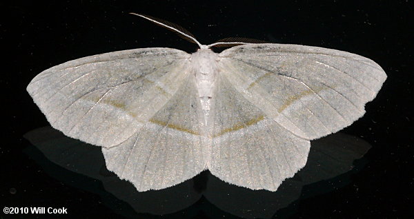 Campaea perlata - Pale Beauty