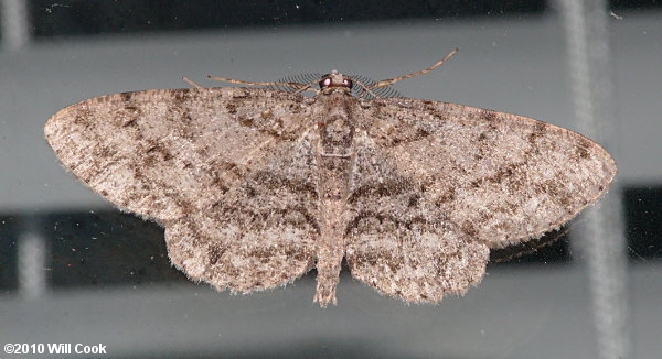 Anavitrinella pampinaria - Common Gray