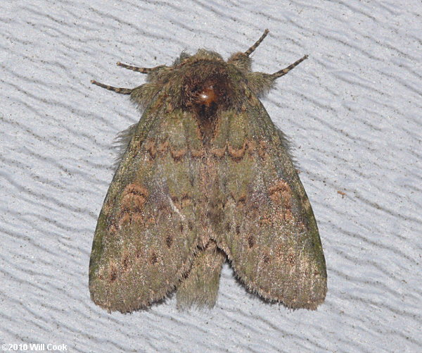 Heterocampa biundata - Wavy-lined Heterocampa