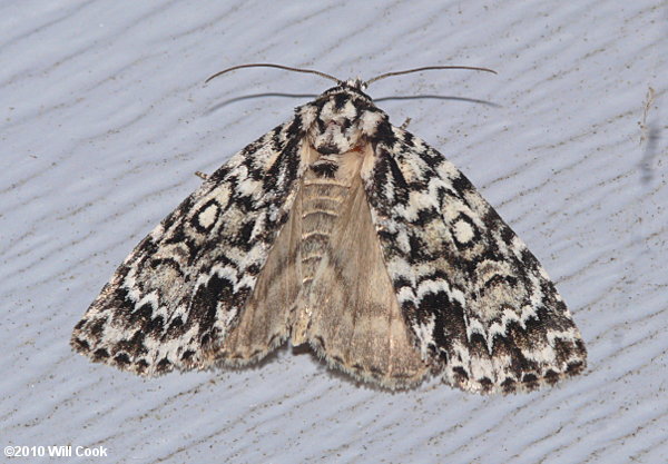 Acronicta fragilis - Fragile Dagger Moth