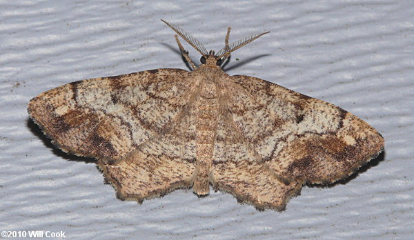 Hypagyrtis unipunctata - One-spotted Variant