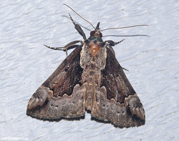 Hypena baltimoralis - Baltimore Bomolocha