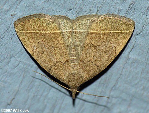 Zanclognatha jacchusalis - Wavy-lined Fan-Foot