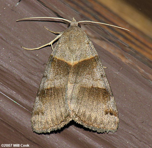 Caenurgina erechtea - Forage Looper