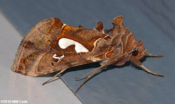 Megalographa biloba - Bilobed Looper