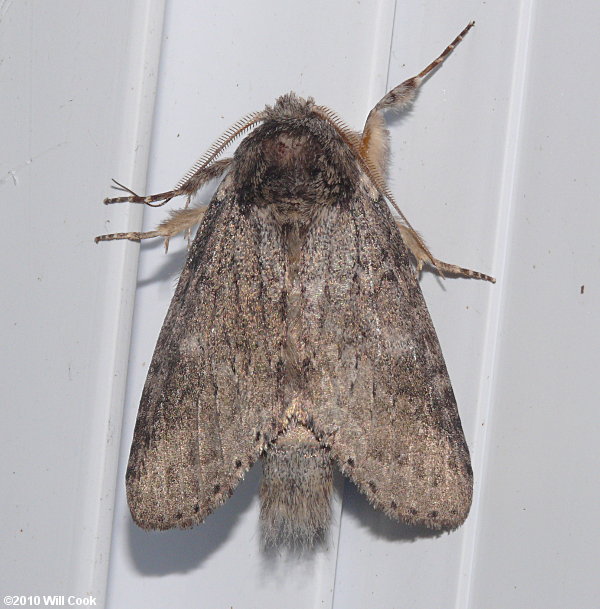 Heterocampa guttivitta - Saddled Prominent