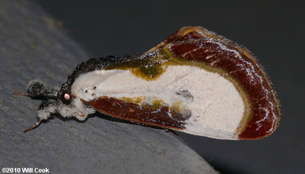 Beautiful Wood-Nymph (Eudryas grata)