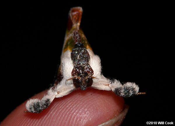 Beautiful Wood-Nymph (Eudryas grata)