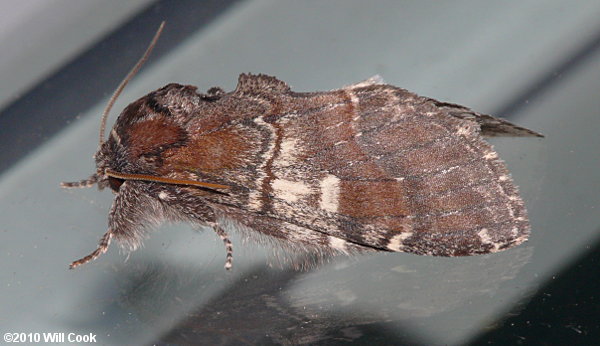 Peridea ferruginea - Chocolate Prominent