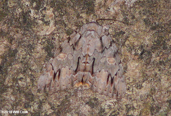 Catocala mira - Wonderful Underwing