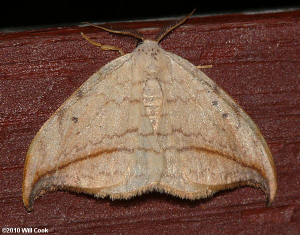 Drepana arcuata - Arched Hooktip Moth