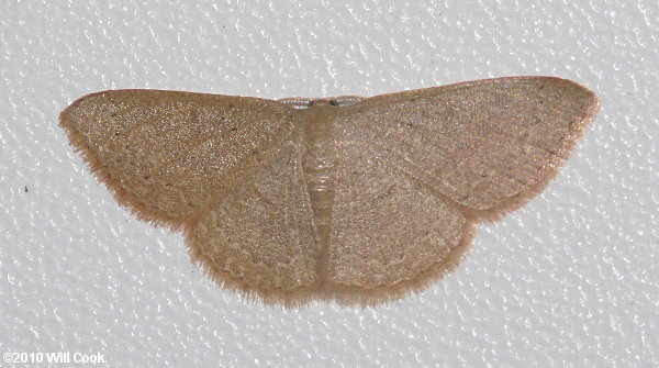 Pleuroprucha insulsaria - Common Tan Wave