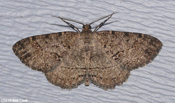 Anavitrinella pampinaria - Common Gray