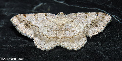 Digrammia ocellinata - Faint-spotted Angle