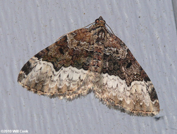 Euphyia intermediata - Sharp-angled Carpet