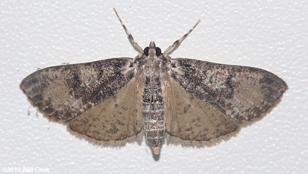 Palpita magniferalis - Splendid Palpita