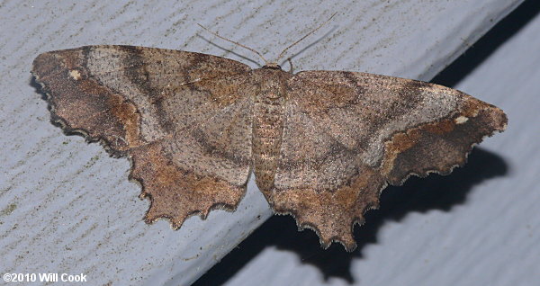 Hypagyrtis unipunctata - One-spotted Variant