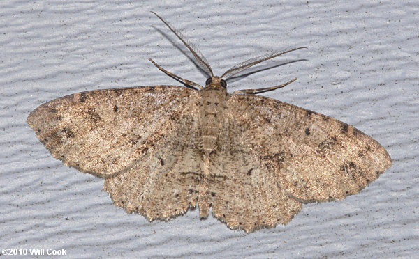 Anavitrinella pampinaria - Common Gray