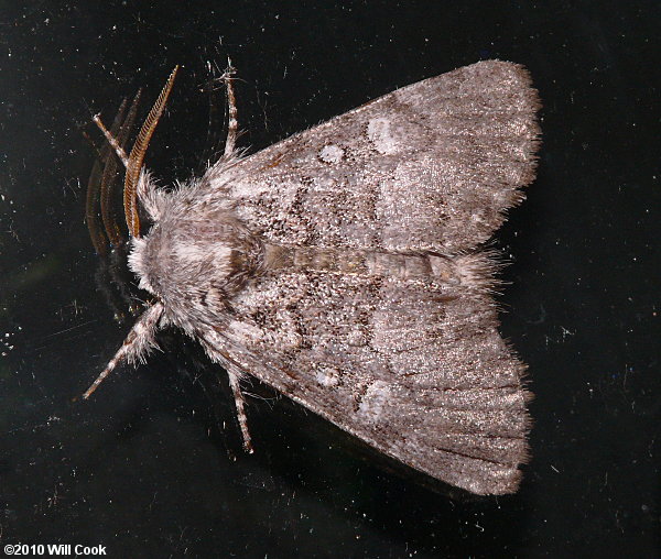 Colocasia propinquilinea - Closebanded Yellowhorn Moth