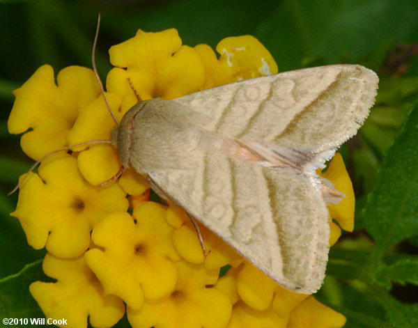 Heliothis virescens - Tobacco Budworm