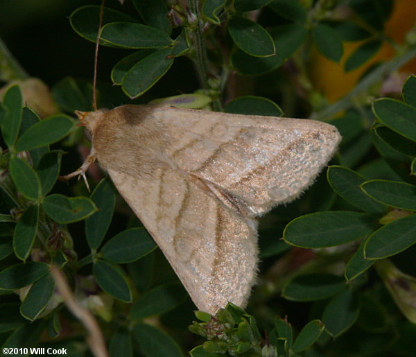 Heliothis virescens - Tobacco Budworm