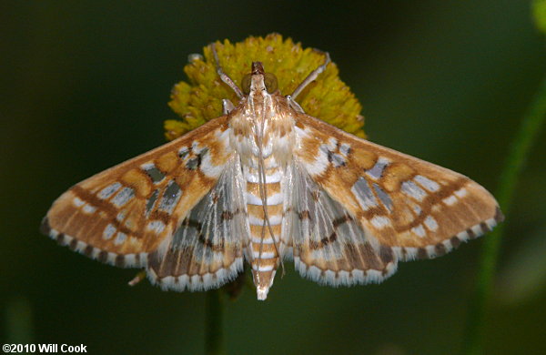 Epipagis huronalis