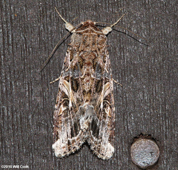 Spodoptera ornithogalli - Yellow-striped Armyworm