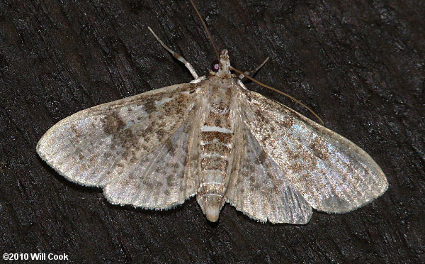 Palpita magniferalis - Splendid Palpita