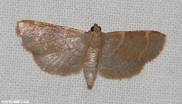 Dolichomia binodulalis - Pink-fringed Dolichomia