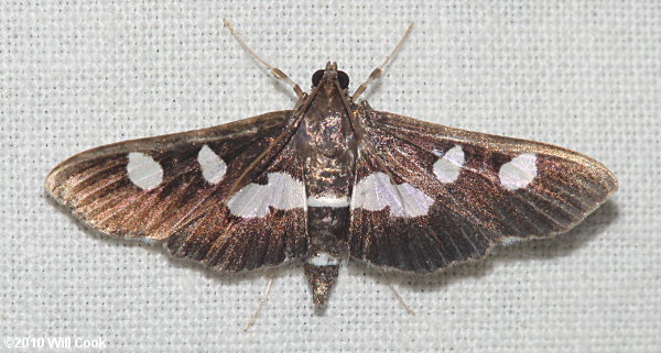 Desmia funeralis - Grape Leaffolder