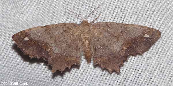 Hypagyrtis esther - Esther Moth