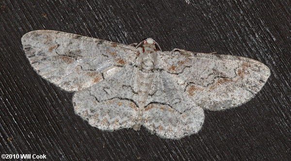 Iridopsis defectaria - Brown-shaded Gray