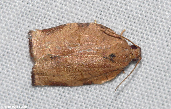 Choristoneura rosaceana - Oblique-banded Leafroller