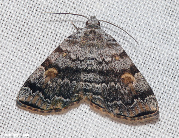 Idia americalis - American Idia