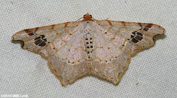 Macaria aemulataria - Common Angle