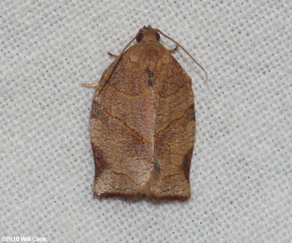 Choristoneura rosaceana - Oblique-banded Leafroller