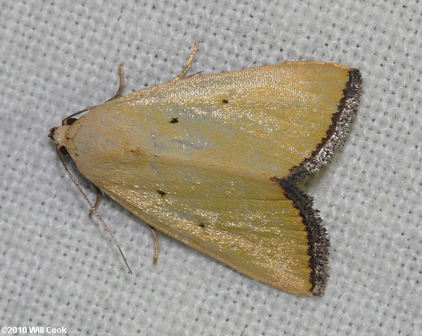 Marimatha nigrofimbria - Black-bordered Lemon Moth