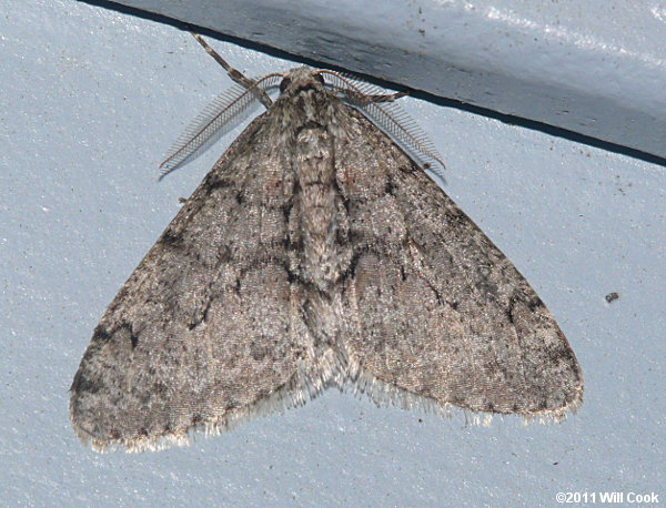 Phigalia titea - Half-Wing