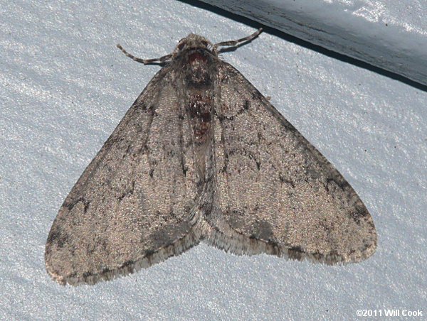 Phigalia titea - Half-Wing