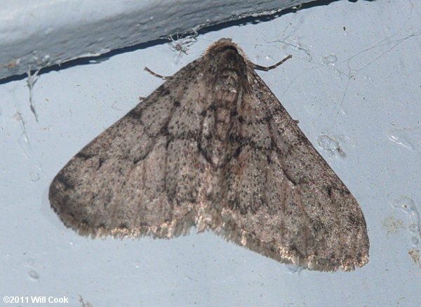 Phigalia titea - Half-Wing