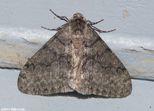 Phigalia titea - Half-Wing