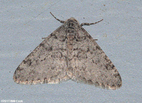 Phigalia titea - Half-Wing