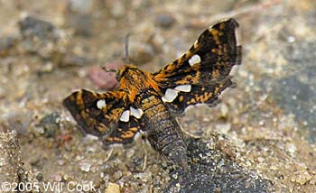 Thyris maculata - Spotted Thyris