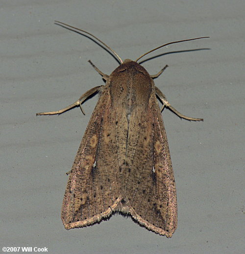 Mythimna unipuncta - Armyworm Moth