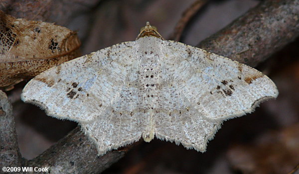 Macaria aemulataria - Common Angle