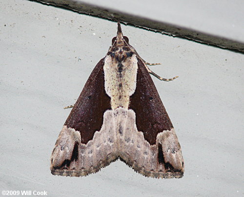 Hypena baltimoralis - Baltimore Bomolocha