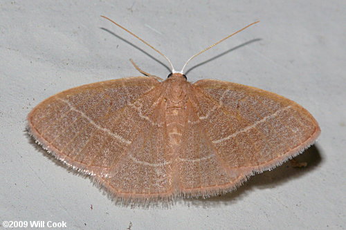 Nemoria bistriaria - Red-fringed Emerald