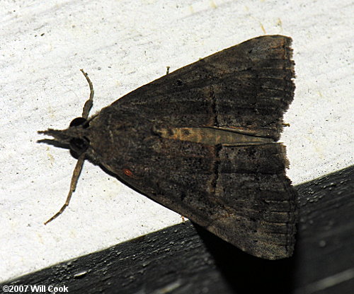 Hypena scabra - Green Cloverworm Moth